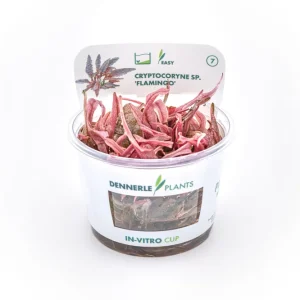 Preisknaller Rosa Wasserkelch, Cryptocoryne wendtii "Flamingo", In Vitro